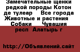 Замечательные щенки редкой породы Котон де тулеар  - Все города Животные и растения » Собаки   . Чувашия респ.,Алатырь г.